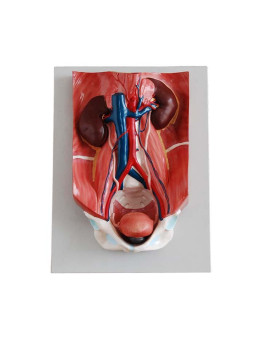 URINARY SYSTEM MODEL
